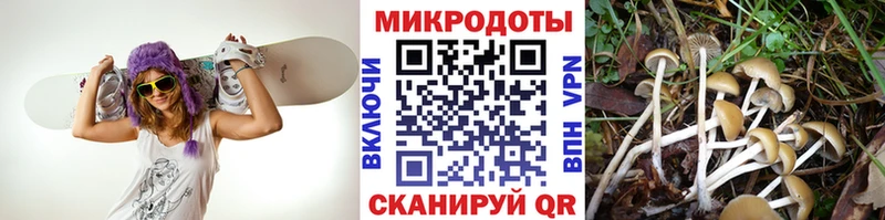 kraken маркетплейс  Димитровград  Псилоцибиновые грибы Psilocybe 